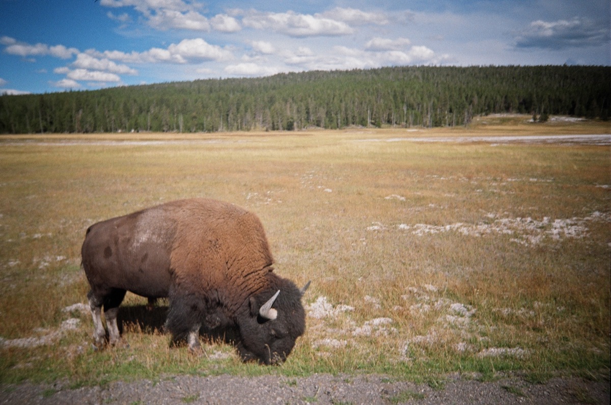 Bison grazing in a meadow